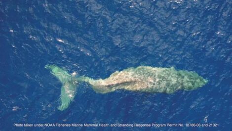 Vessel strike likely injured whale in waters off Maui